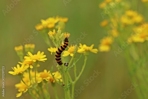 Cuadro en lienzo Raupe des Jakobskrautbären (Tyria jacobaeae) an Jakobskreuzkraut (Senecio jacoba