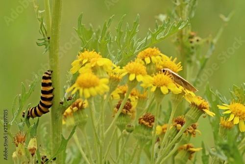 Bild auf Leinwand Raupe des Jakobskrautbären (Tyria jacobaeae)  und Weißgraues Flechtenbärchen (Ei