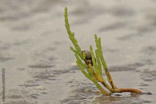Europäischer Queller (Salicornia europaea agg.) mit Strandschnecke im Nationalpark Wattenmeer