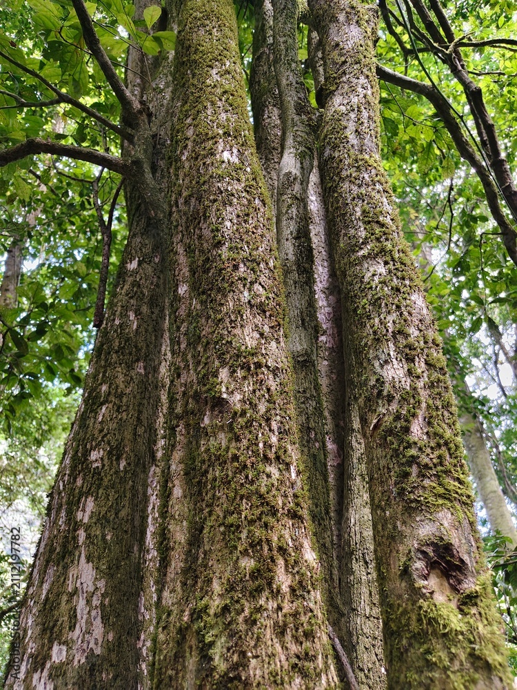 Fototapeta premium tree in the forest
