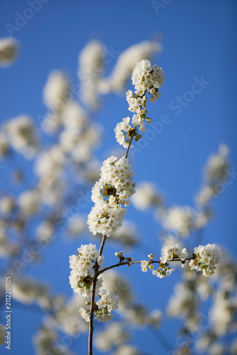 Foto Bright white blossoms burst forth on a branch, beautifully contrasted against a vibrant blue sky