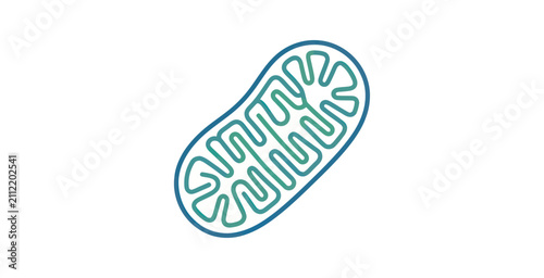 Foto Mitochondrion Vector Illustration