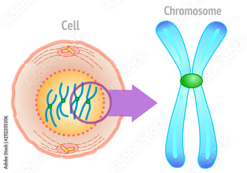 Cell to chromosome structure. Chromosomes are found inside the nucleus. Parts anatomy, diagram,. Human intelligence creation, draw. Microscopic zoom. Orange, blue  illustration vector
