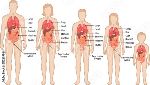 Human internal organs anatomy vector diagram showing male female adult and child body structures labeled