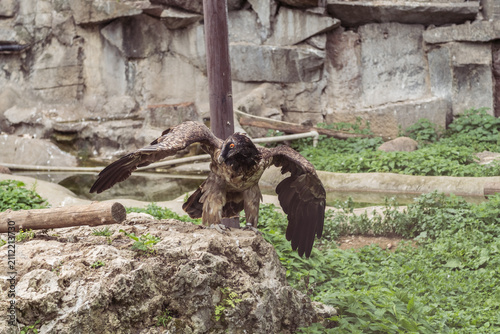 Konstfotografi Large bird of prey spreads its wings while perched on a rocky surface in an outd