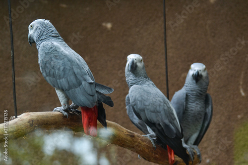 African Grey Parrot