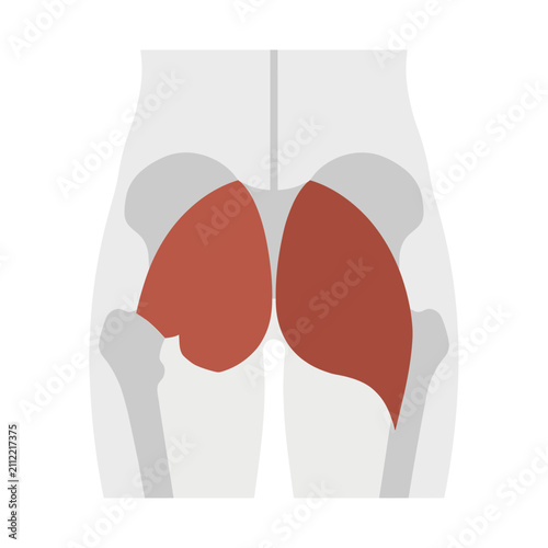 Foto Medical vector illustration of the gluteus maximus human muscle anatomy diagram