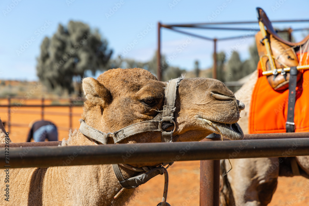 Naklejka premium Close-up view of a camel head.