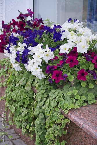  Brightly colored petunias on a granite parapet in the city center.                              