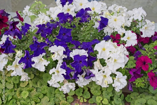 Beautiful background with bright white and blue petunias.                               