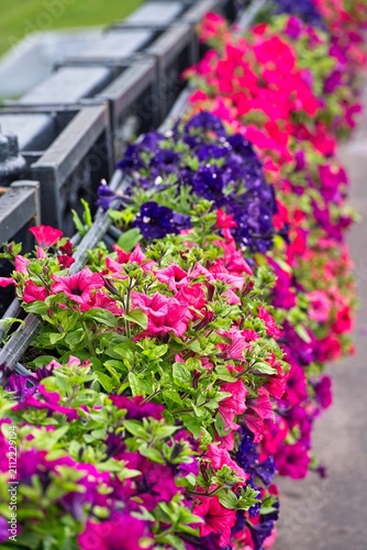  Bright flowers on the bridge railing in the city center in summer.                              