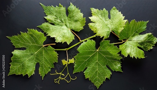 A Cluster Of Vibrant Green Grapevine Leaves With Detailed Veins And Serrated Edges