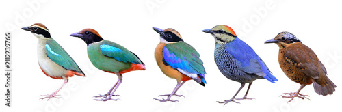 beuatiful set of beautiful birds found in Thailand during summer, fairy, hooded, blue-winged, blue, eared pitta