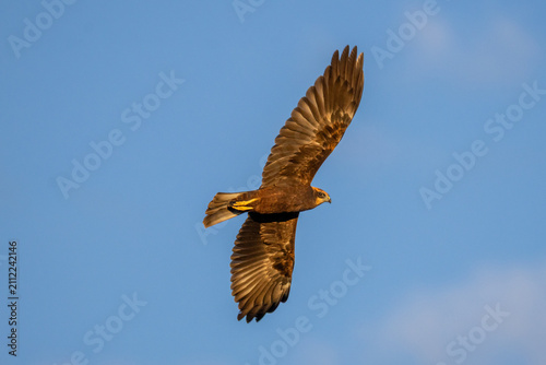 Canvastavla Side view of an adult female Western Marsh Harrier (Circus aeruginosus) flying against a blue sky
