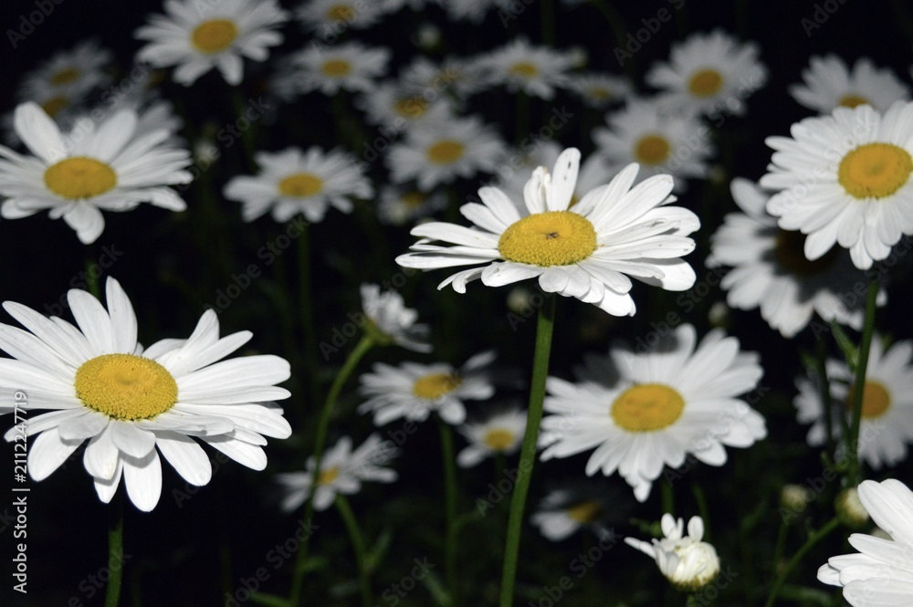 Fototapeta premium Lots of white daisies with yellow hearts on a dark background