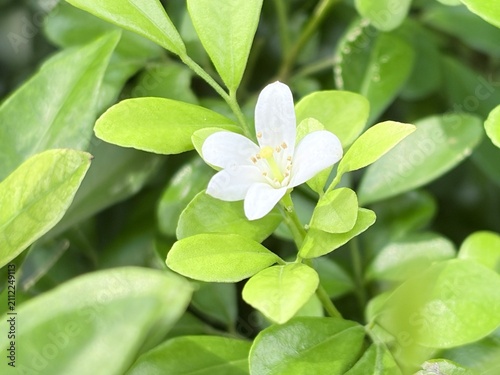 Fotografie Small white orange jessamine flower blooming among bright green leaves