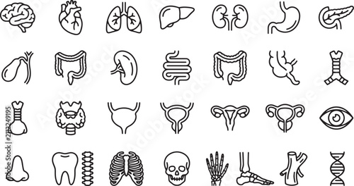 Bild auf Leinwand Human Internal Organs Anatomy Biology System and Medical Diagnostics Line Art Ve