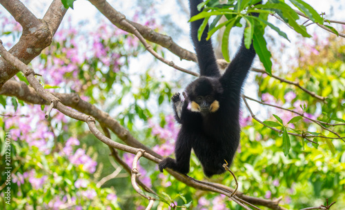Photography A white-cheeked gibbon resting on a tree branch