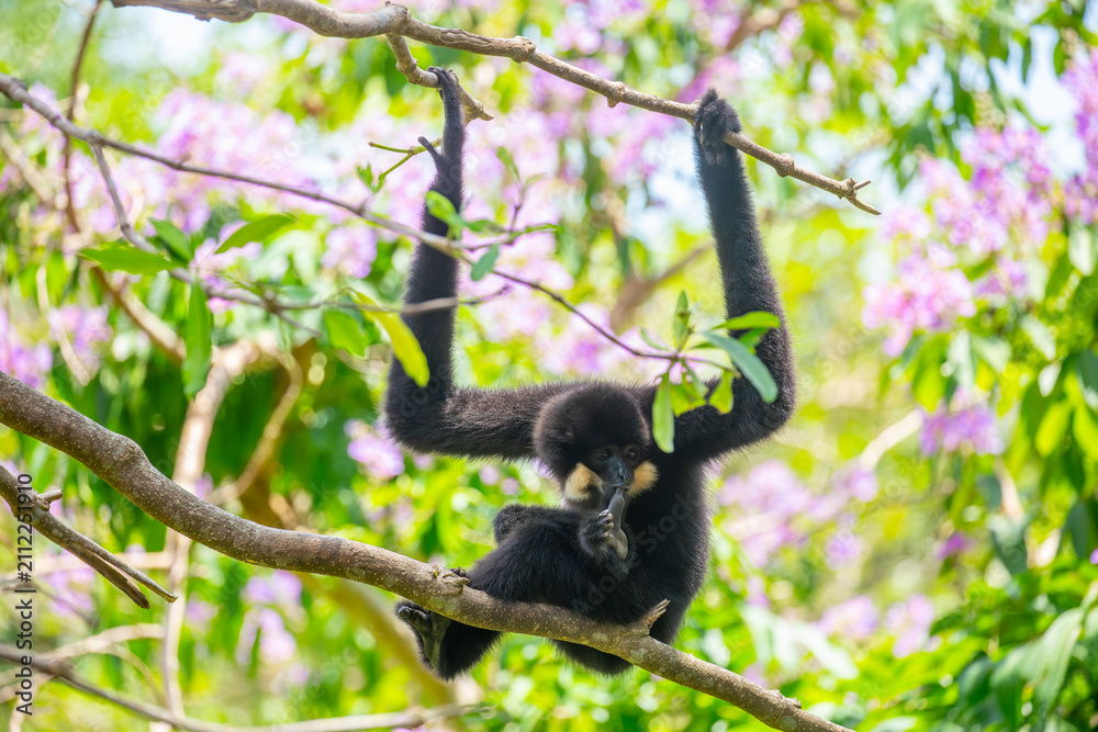 Obraz premium A white-cheeked gibbon resting on a tree branch. Rare tropical primates, gibbons (Nomascus leucogenys), in their natural habitat. Wild animals in tropical forests.