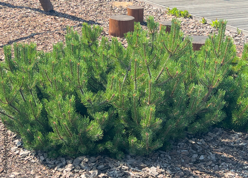Pinus mugo evergreen shrub growing in a landscaped garden with decorative mulch.