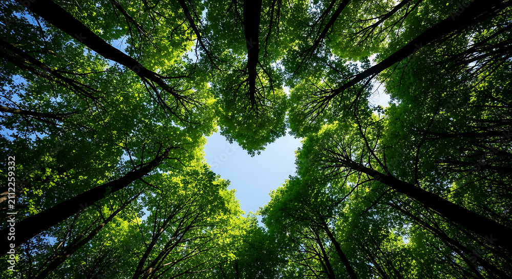 Fototapeta premium Heart-shaped opening in the canopy of lush green trees, symbolizing nature's love and the environment.