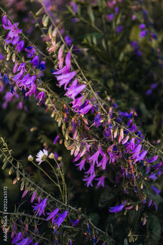 Obraz premium Bright violet purple flowers blooming in a lush garden, natural background with vibrant colors and fresh spring atmosphere