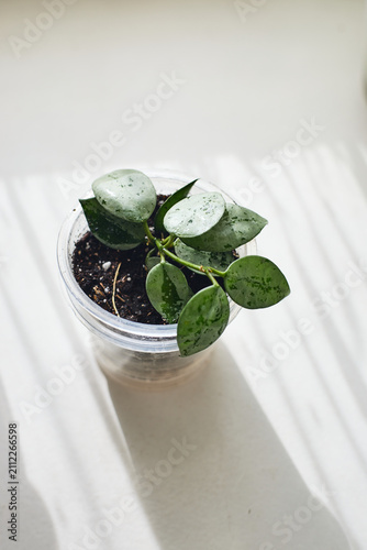 Young Hoya Mathilda Silver houseplant with spotted green leaves in transparent plastic pot. Indoor decorative plant on white surface with natural lighting.