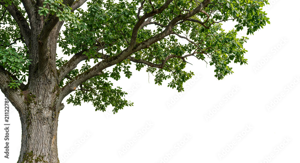 Fototapeta premium A big tree with wide-spreading branches on a transparent background