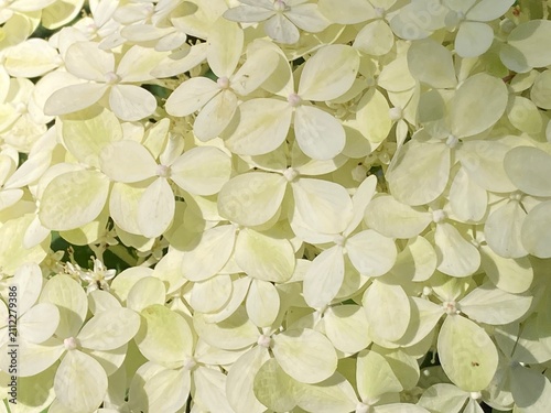 Kleine weiße Blüten der Rispenhortensie im Detail