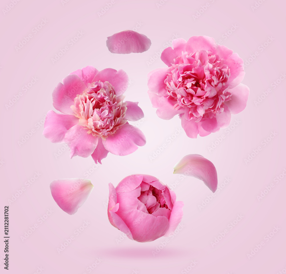 Fototapeta premium Beautiful peonies flying in air on pink background
