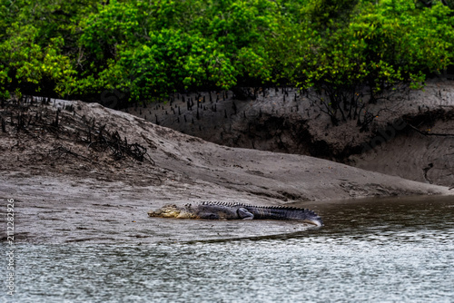 The saltwater crocodile is a crocodilian native to saltwater habitats, brackish wetlands and freshwater rivers from India's east coast across Southeast Asia and the Sundaland to northern Australia.
