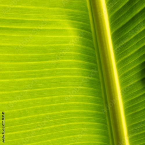 closeup of backlit banana leaf showing pattern and texture