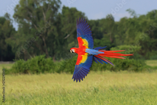 A beautiful scarlet macaw is flying over the green rice fields in the evening.