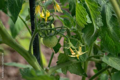 Yellow flower and green fruit of a tomato plant.