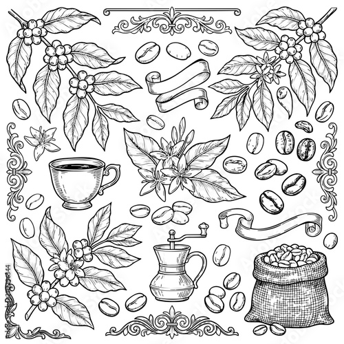 Coffee Bean Botanical Doodle Collection Black and White Vector