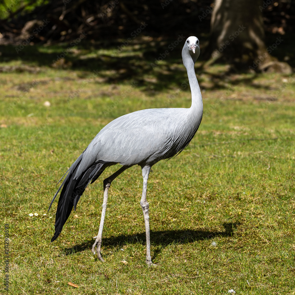 Naklejka premium The Blue Crane, Grus paradisea, is an endangered bird