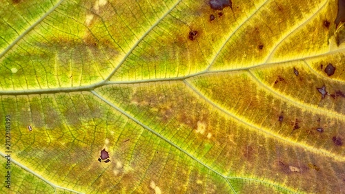 Macro shot of a yellow leaf showing intricate vein structure and natural decay. Sunlight highlights the detailed botanical texture and organic pattern of the aging tropical foliage.