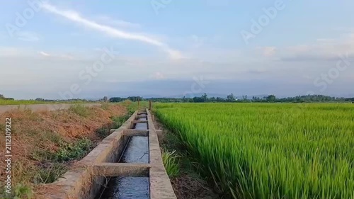 Concrete Irrigation Canal Along Green Rice Paddy