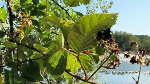 Japanese Beetle infestation, insects Mating in summer time