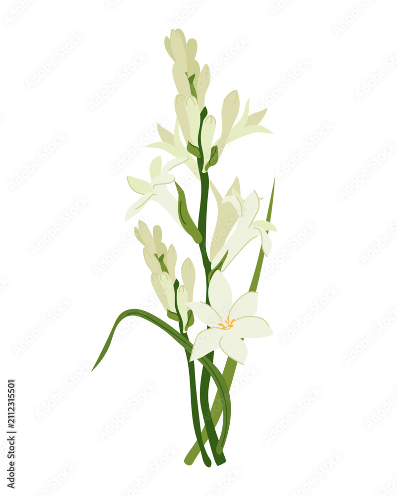 Fototapeta premium Vector image of tuberose, a medicinal, perfume, and cosmetic plant. A bouquet of white flowers. Use it in printed materials, signs, posters, postcards, and packaging. Flat style.