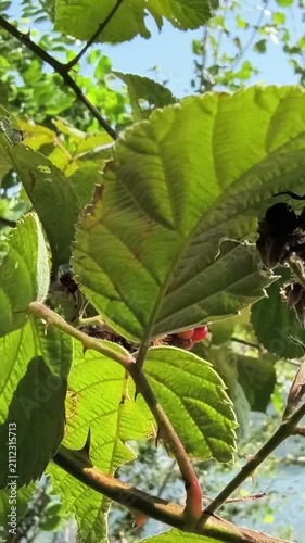 Japanese Beetle infestation, insects Mating in summer time