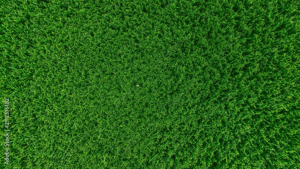 Fototapeta premium Green forest landscape from above with dense trees. Nature scenery and environment. The concept of greenery and conservation.