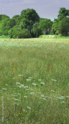 Summer Wildflower Meadow at Pebble Mill Fields Birmingham.
Lush green grass and white wildflowers swaying in the breeze at Pebble Mill playing fields.