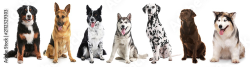 Various dogs of large breeds. Collection on white background