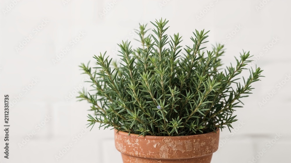 Fototapeta premium A potted rosemary plant in a terracotta container against a white background.