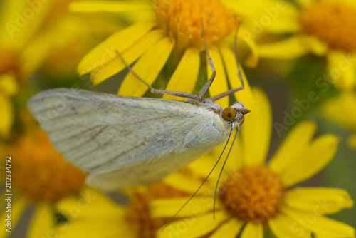 Konstfotografi Delicate white diurnal Carrot seed moth, Sitochroa palealis with prominent anten