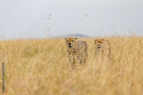 Foto Two cheetahs walking through golden savanna grass