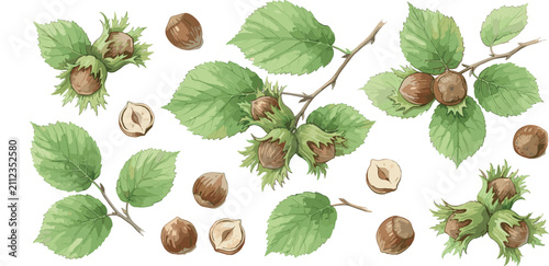 Quadro su tela Watercolor Hazelnut Botanical Vector Set Featuring Filbert Branches Green Leaves