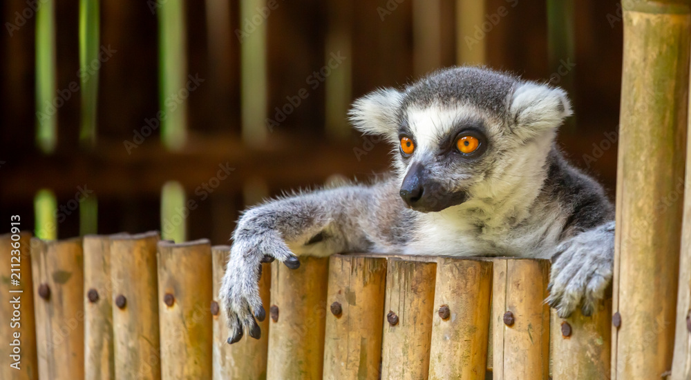 Fototapeta premium A ring-tailed lemur rests in a wooden house. These famous Madagascar primates have expressive faces. A close-up portrait of a lemur.