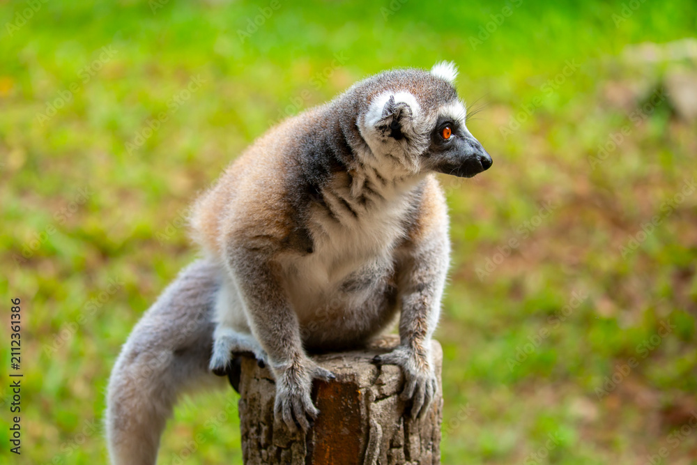Fototapeta premium Ring-tailed lemur resting on a tree branch. Iconic Madagascar primate with a striped tail. Close-up of a lemur sitting in the trees.
